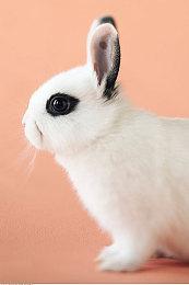 《龙珠：电光火石0》新角色预告 自在极意孙悟空登场